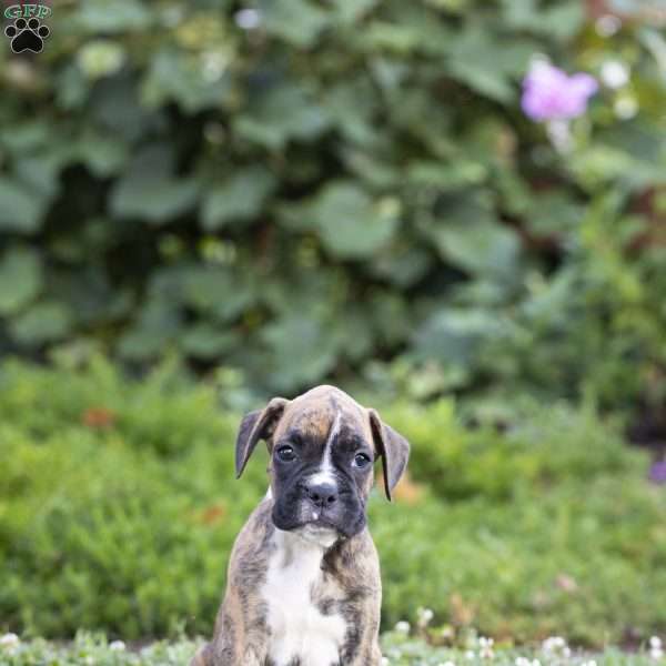 Oscar, Boxer Puppy